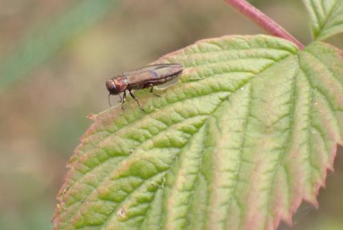 Agrilus sp.